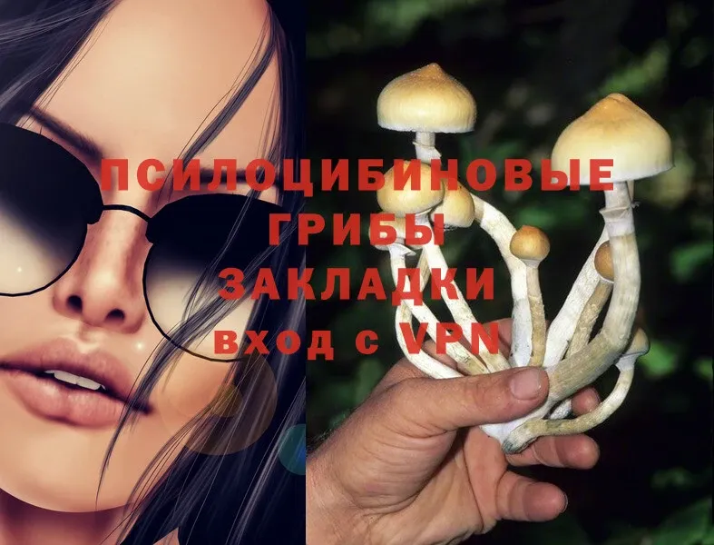 Галлюциногенные грибы Psilocybe  Калуга 